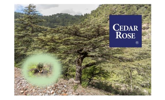 Cedar Rose Signs Up with Ecologi to Help Reverse Climate Change